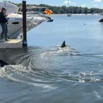 Giant 30-Foot Basking Shark Surprises Halifax Boaters