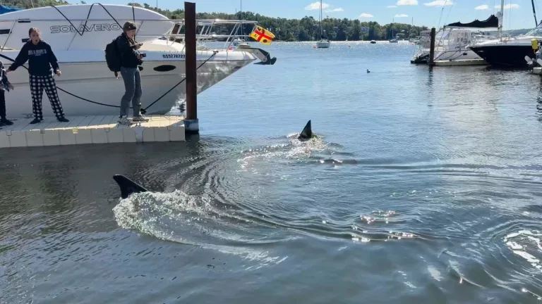 Giant 30-Foot Basking Shark Surprises Halifax Boaters