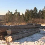 New Brunswick Housing Market to Benefit from $50M AI Forestry Initiative