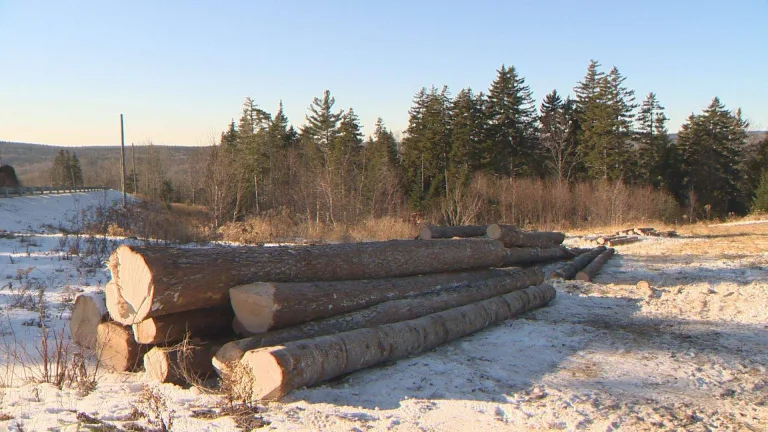 New Brunswick Housing Market to Benefit from $50M AI Forestry Initiative