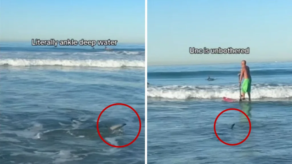 Shark Sighting at Manhattan Beach Sparks Safety Concerns Among Surfers