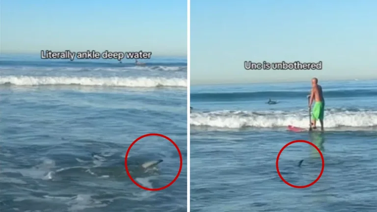Shark Sighting at Manhattan Beach Sparks Safety Concerns Among Surfers